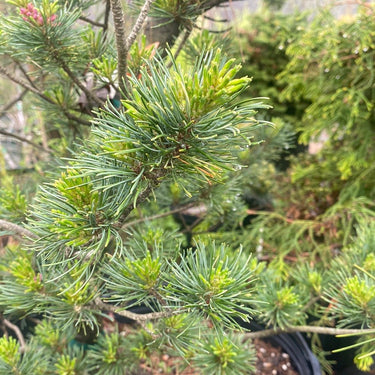 Pinus parviflora 'Tamina no yuki' - Maple Ridge Nursery